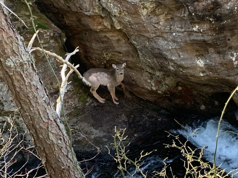 Rangers rescue deer from ravine in New River Gorge national park