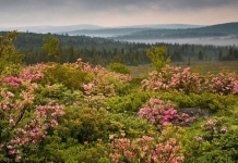 In the Allegheny Mountains, Dolly Sods has been a project of The Nature Conservancy of West Virginia.