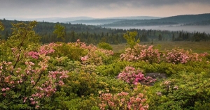 In the Allegheny Mountains, Dolly Sods has been a project of The Nature Conservancy of West Virginia.