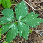 Hydrophyllum_virgini Leaf
