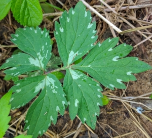 The "water-marked" leaf of Hydrophyllum virginianum comes into flower.