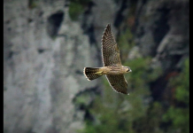 Falcons soar above the cliffs that overlook Harpers Ferry, West Virginia.