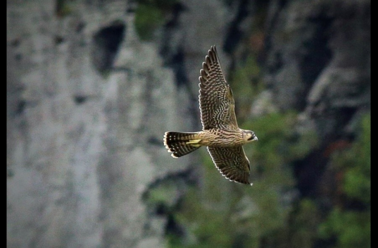Falcons soar above the cliffs that overlook Harpers Ferry, West Virginia.
