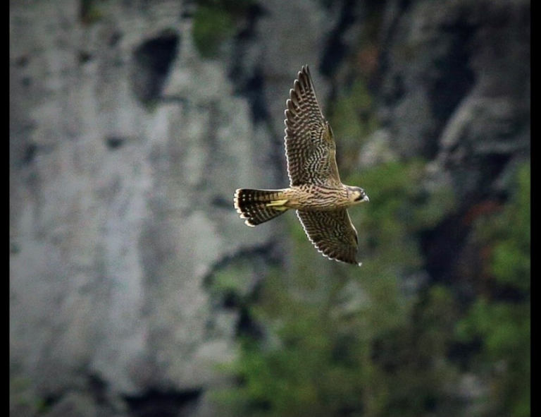 Harpers Ferry closes some climbing areas to protect falcons
