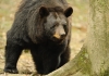 A black bear wanders the woodlands in rural West Virginia.