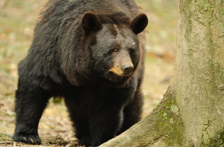 A black bear wanders the woodlands in rural West Virginia.