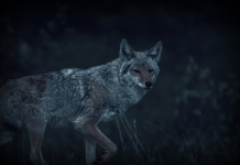 Hunting coyotes at night in West Virginia requires written permission from the landowner and prior notification to the local Natural Resources Police