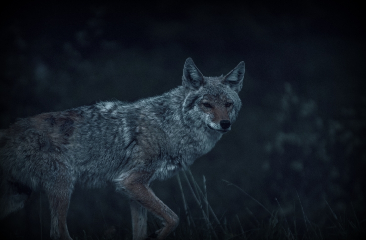Hunting coyotes at night in West Virginia requires written permission from the landowner and prior notification to the local Natural Resources Police