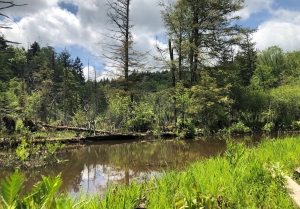 Yew Creek ponds along the boardwalk at the Cranberry Glades Natural Area. (Photo courtesy U.S. National Forest Service)