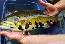 WVU scientists and citizen assistants are examining blotchy bass taken across West Virginia.