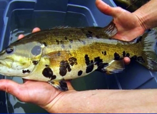 WVU scientists and citizen assistants are examining blotchy bass taken across West Virginia.