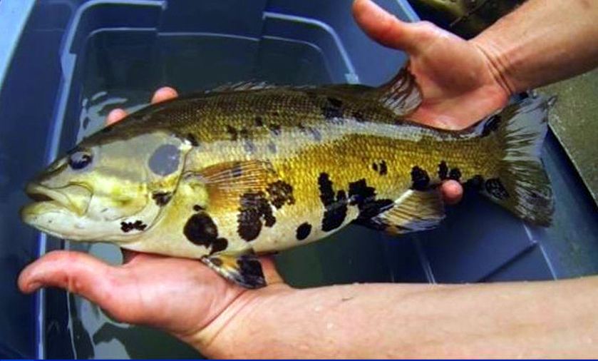 WVU scientists and citizen assistants are examining blotchy bass taken across West Virginia.