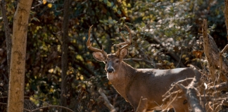 A white-tailed buck peers out from behind a woodpile.