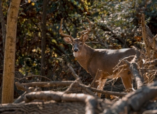 A white-tailed buck peers out from behind a woodpile.