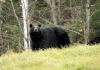 A black bear pauses to investigate a photographer in West Virginia.