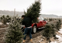 There are good reasons to opt for a live Christmas tree this year, ideally sourced in West Virginia.