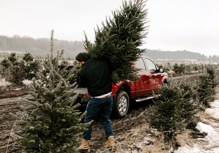 WVU forestry specialist recommends live Christmas trees