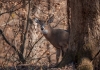 A white-tailed deer peers out from behind a red oak.