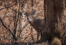 A white-tailed deer peers out from behind a red oak.