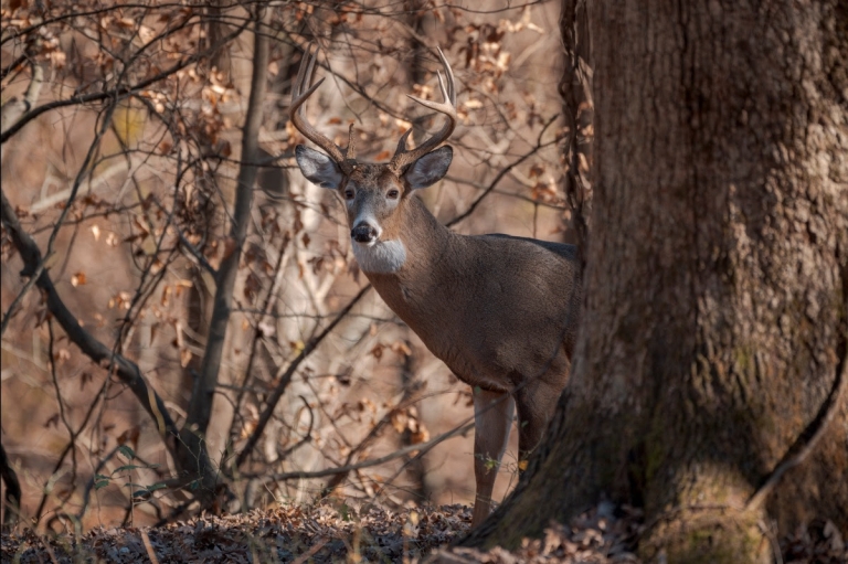 W.Va. hunters must buy stamps for buck firearms season by Sunday
