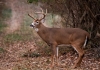 Hunters harvested 49,662 bucks during the state’s two week buck firearms season.