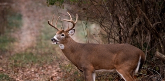 Hunters harvested 49,662 bucks during the state’s two week buck firearms season.