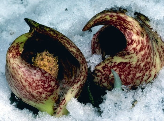 Skunk cabbage rises through the snow in spring in West Virginia.