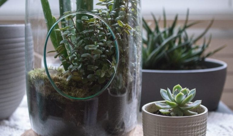 Botany Tropicals is among the innovative new businesses opening in Hinton, West Virginia.