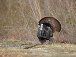 A wild tom turkey appears on the edge of a field in West Virginia.