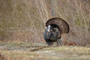 A wild tom turkey appears on the edge of a field in West Virginia.