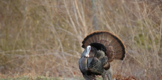 A wild tom turkey appears on the edge of a field in West Virginia.