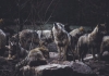 Wolves in North America most often live in packs of about eight.