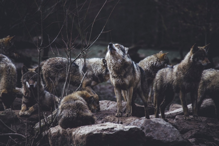 Remarkably large wolf pack once documented in W.Va.