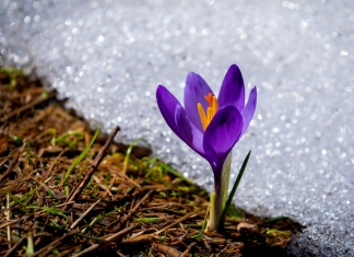 A crocus thrives alongside a patch of spring snow in West Virginia.
