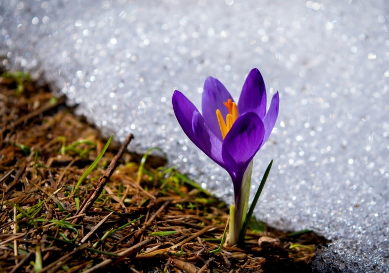 Some spring crocus are indigenous in Appalachian Mountains