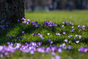A drift of crocus punctuates a lawn in spring. 