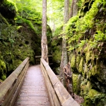 Ferns and moss at Beartown State Park