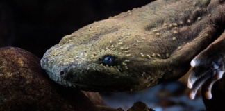 A hellbender gazes back at the camera from an aquarium exhibit.