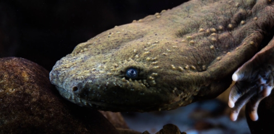 A hellbender gazes back at the camera from an aquarium exhibit.