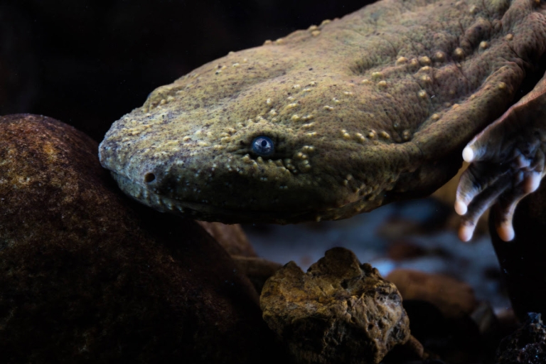 W.Va. launches citizen science survey of hellbenders, mudpuppies