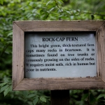 Rock Cap Fern at Beartown State Park
