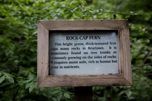 Signage highlights points of interest along the boardwalks at Beartown State Park. 