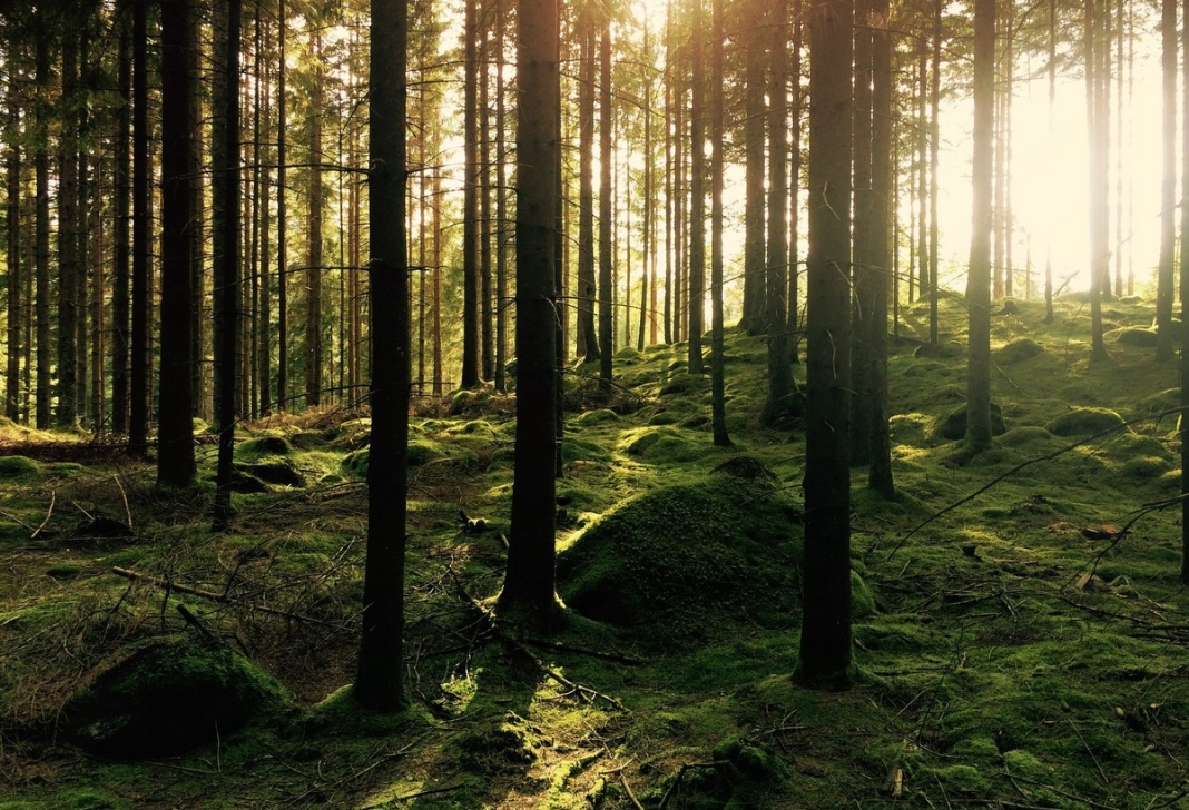 Spruce forests in the Monongahela National Forest will provide the nation's 2023 Christmas Tree.