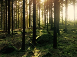 Spruce forests in the Monongahela National Forest will provide the nation's 2023 Christmas Tree.