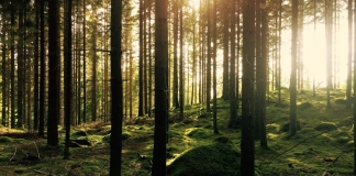 Spruce forests in the Monongahela National Forest will provide the nation's 2023 Christmas Tree.