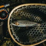 Trout stocking schedule for West Virginia