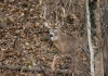 A white-tail buck peers out from a thicket in a West Virginia woodland.