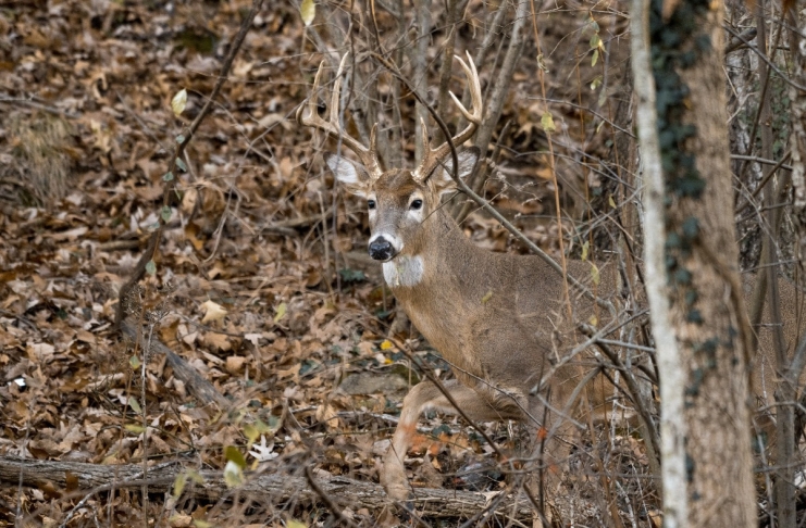 A white-tail buck peers out from a thicket in a West Virginia woodland.