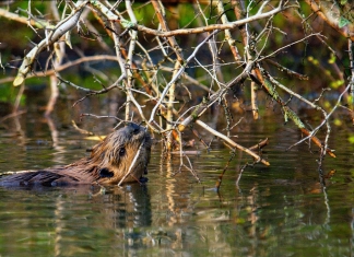 A beaver gnaws at woody debris in a West Virginia stream.