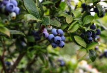 Blueberry bushes thrive in a West Virginia nursery